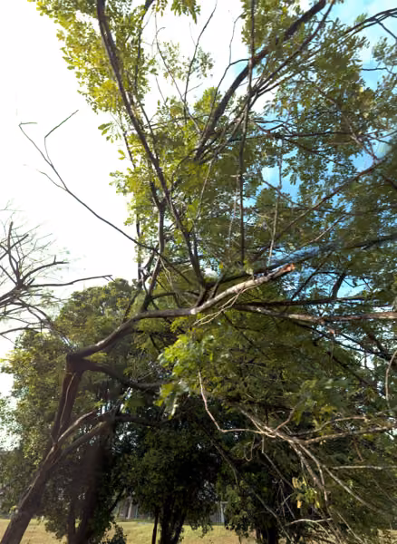 tree photo
