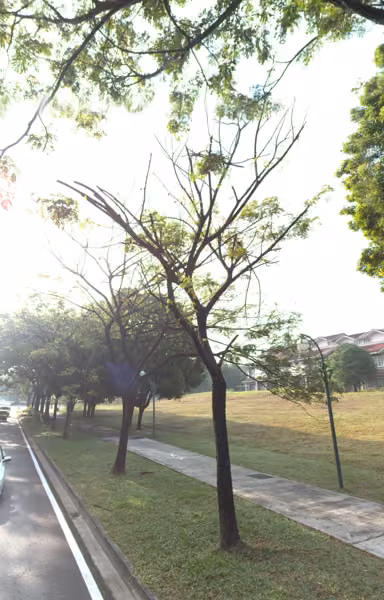 tree photo