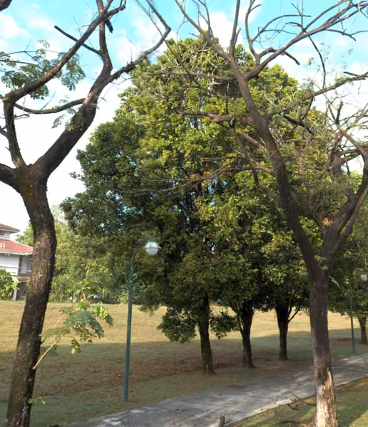 tree photo