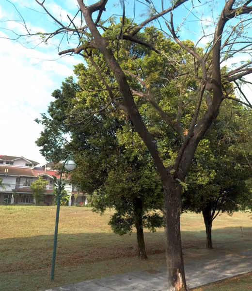 tree photo