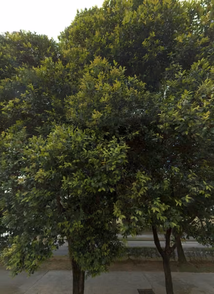 tree photo