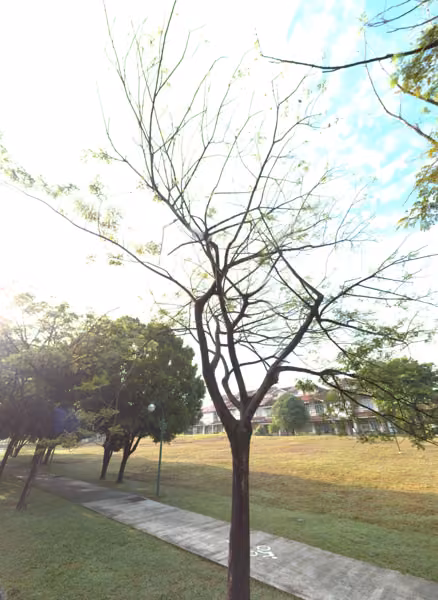 tree photo