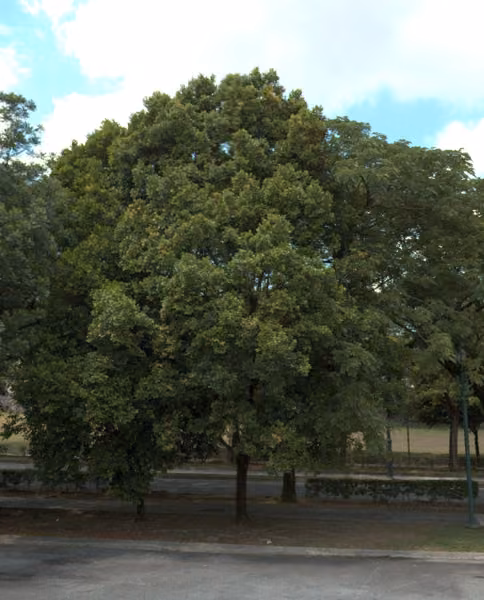tree photo