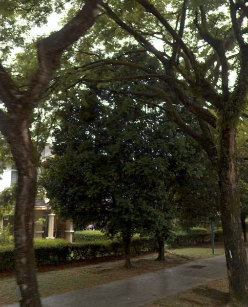 tree photo