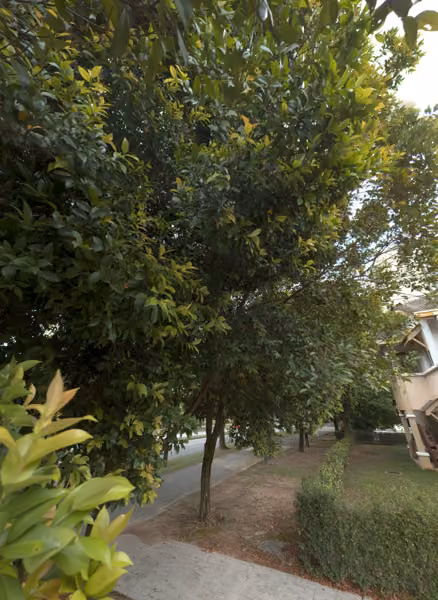 tree photo