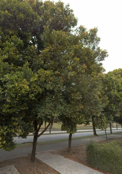 tree photo