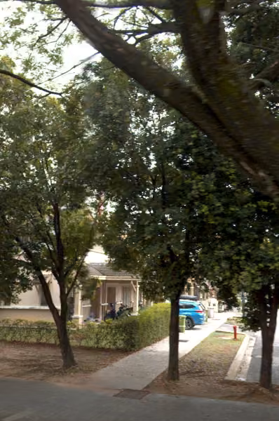 tree photo