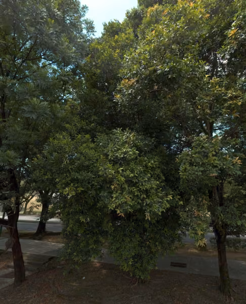 tree photo