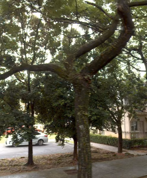 tree photo