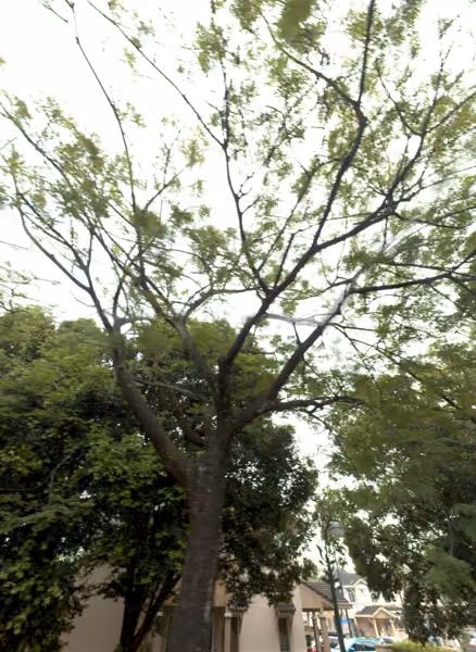 tree photo