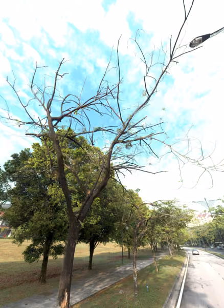 tree photo