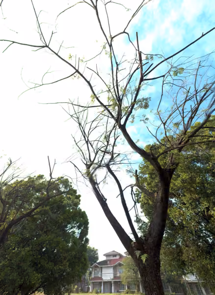 tree photo