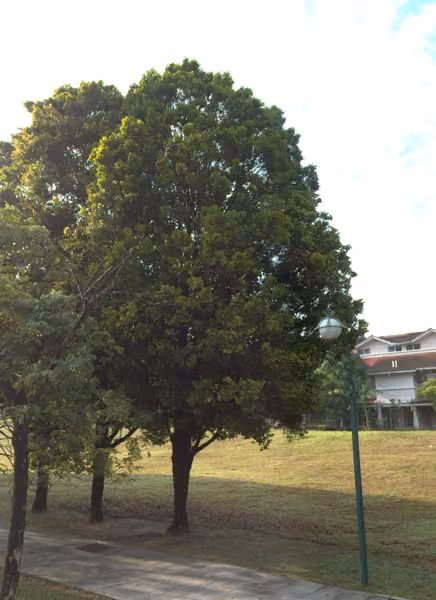 tree photo