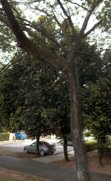 tree photo