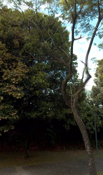 tree photo