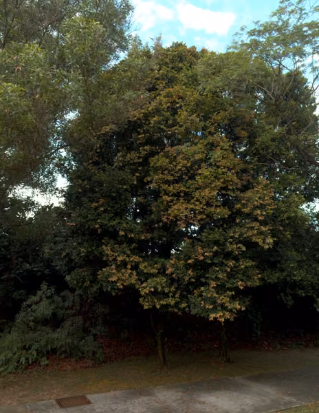 tree photo