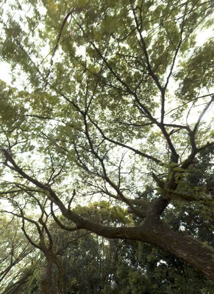 tree photo