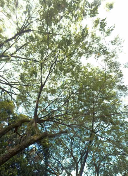 tree photo