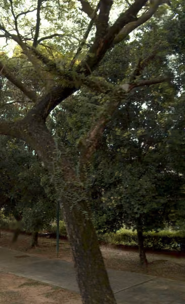 tree photo