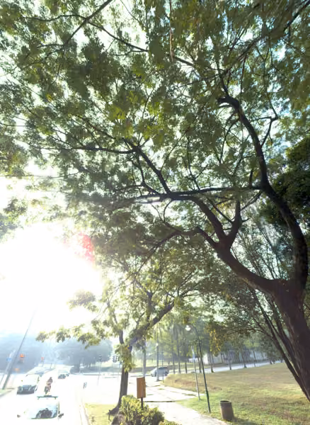 tree photo