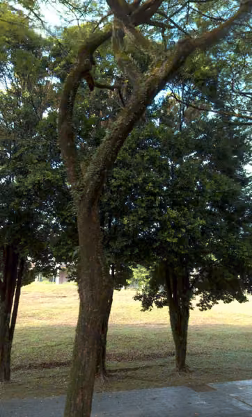 tree photo