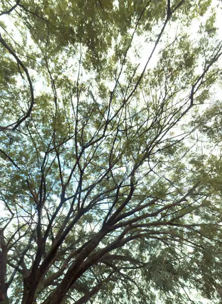 tree photo