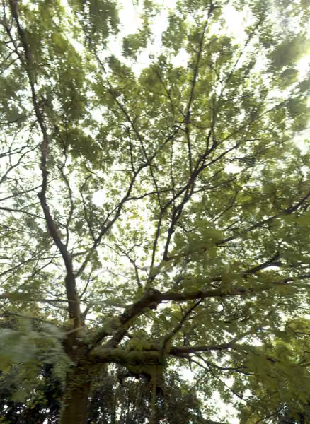tree photo