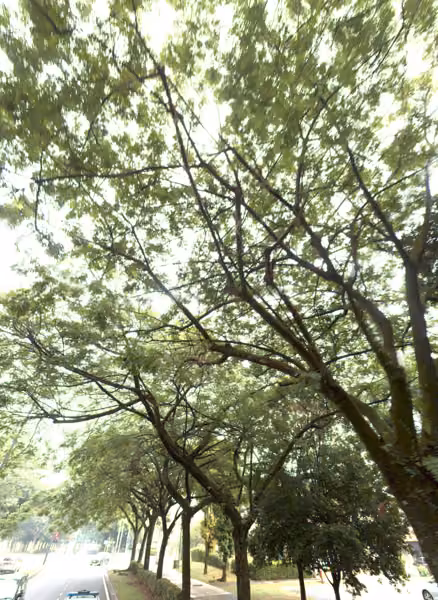tree photo
