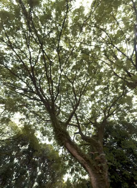 tree photo