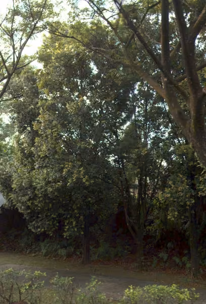 tree photo