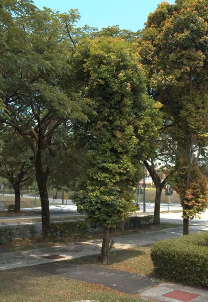 tree photo