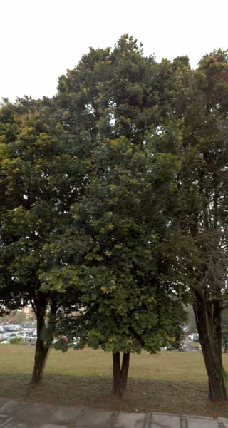 tree photo