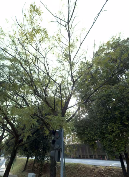 tree photo