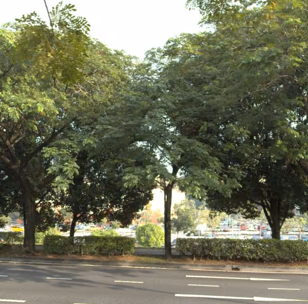 tree photo