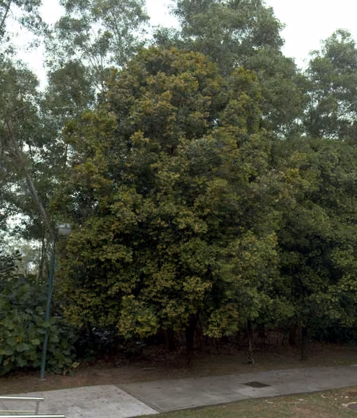 tree photo