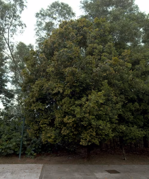 tree photo