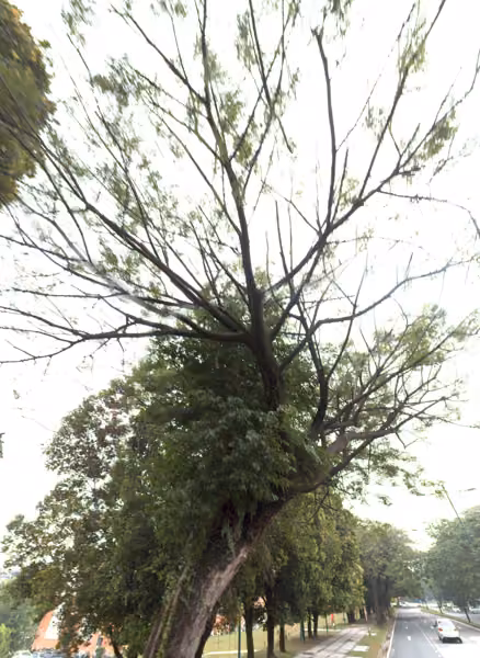 tree photo