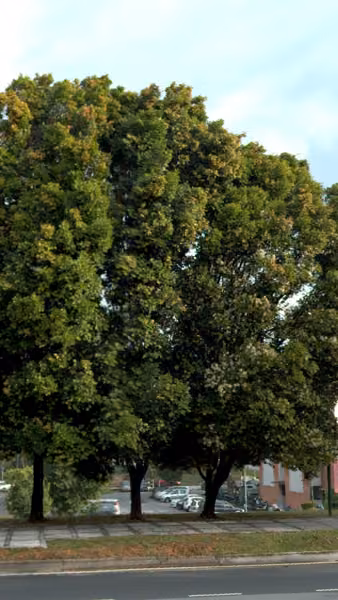 tree photo