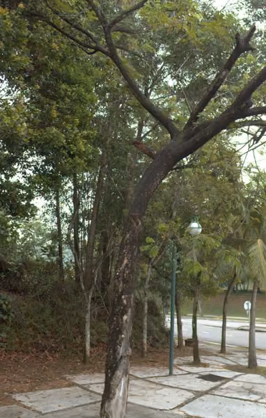 tree photo