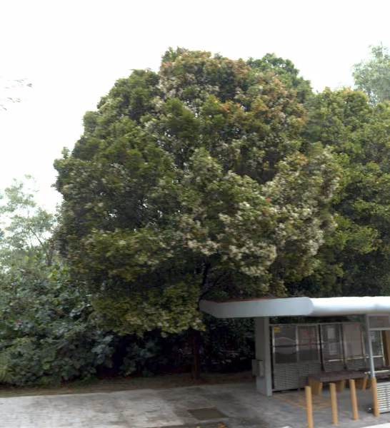 tree photo