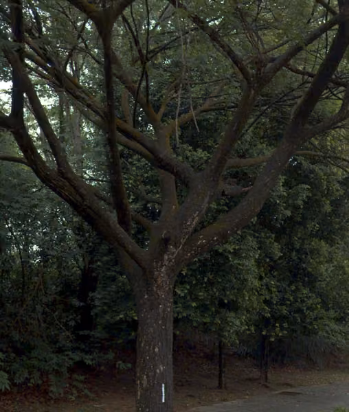 tree photo