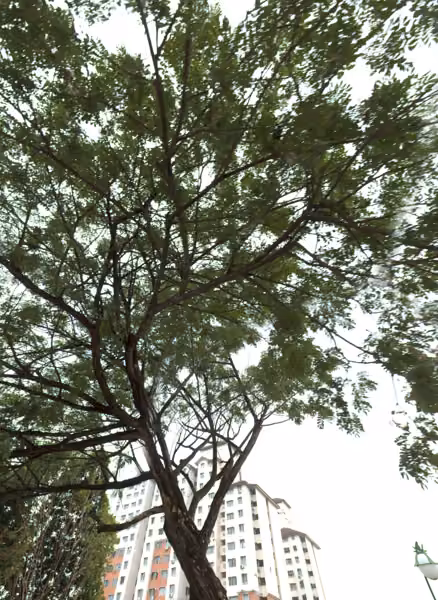 tree photo