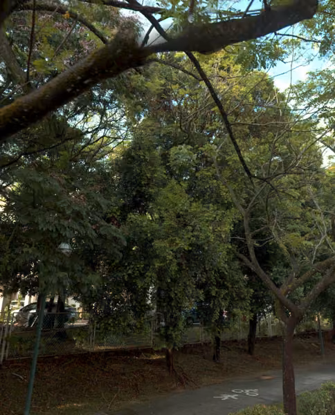 tree photo