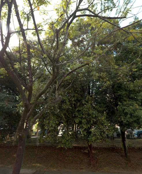tree photo