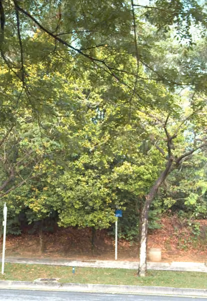 tree photo