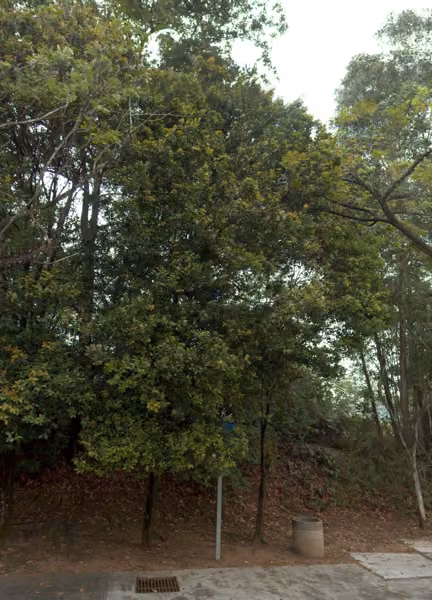 tree photo
