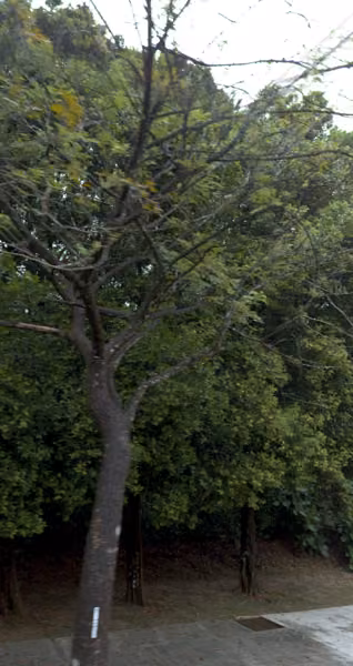tree photo