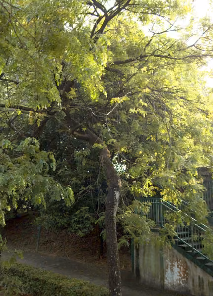 tree photo