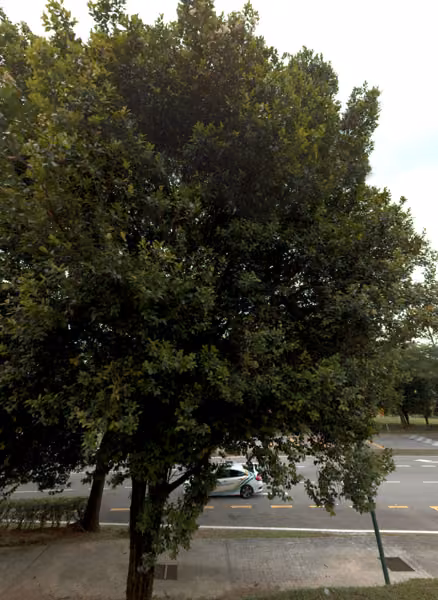 tree photo