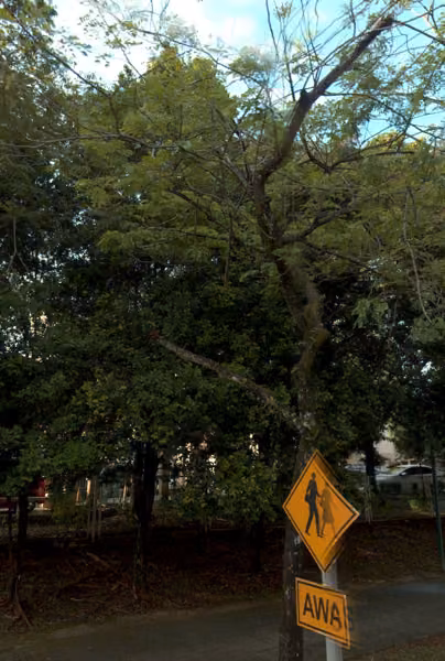tree photo
